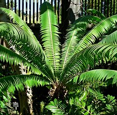 Примеры саговниковых растений. Диоон колючий. Dioon spinulosum. Диоон съедобный. Шалон диоон.