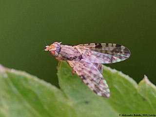 <i>Dioxyna sororcula</i> Species of fly