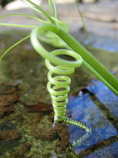 A natural left-handed helix, made by a certain climber plant's tendril
