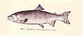 Dog Salmon (Oncorhynchus keta).jpeg