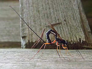 A parasitic wasp of the genus Ephialtes from the subfamily Pimplinae