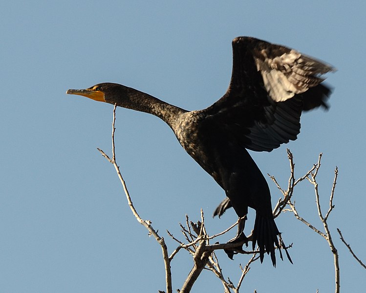 File:Double-crested cormorant taking off.jpg