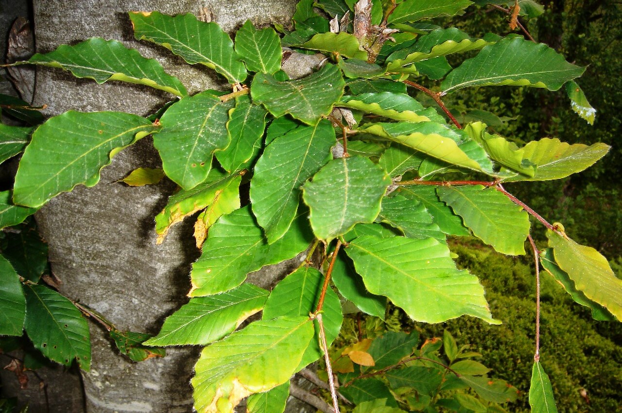 Бук Восточный – Fagus orientalis