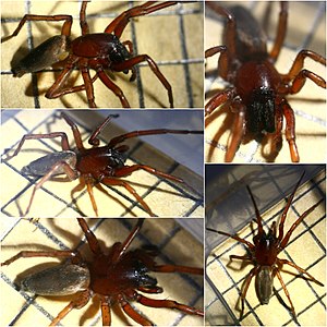 Copper flagstone spider (Drassodes cupreus)