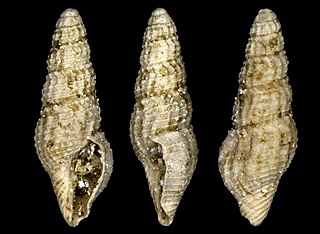 <i>Crassispira erronea</i> Extinct species of gastropod