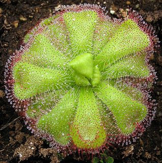 <i>Drosera cuneifolia</i> Species of carnivorous plant