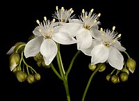 Drosera pallida