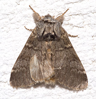 <i>Drymonia ruficornis</i> Species of moth