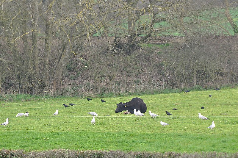 File:East Devon , Grassy Field ^ Cattle - geograph.org.uk - 4415327.jpg