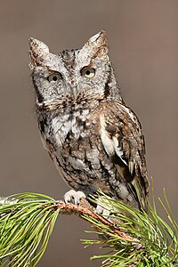 Megascops asio (Eastern Screetch Owl)