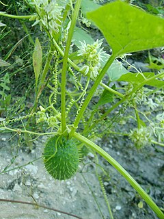 <i>Echinocystis</i> Genus of flowering plants