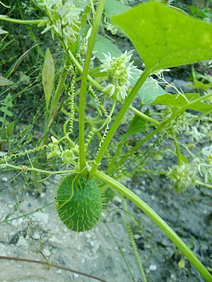 Cucumber (Echinocystis lobata)