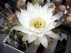 Echinopsis klingleriana flower