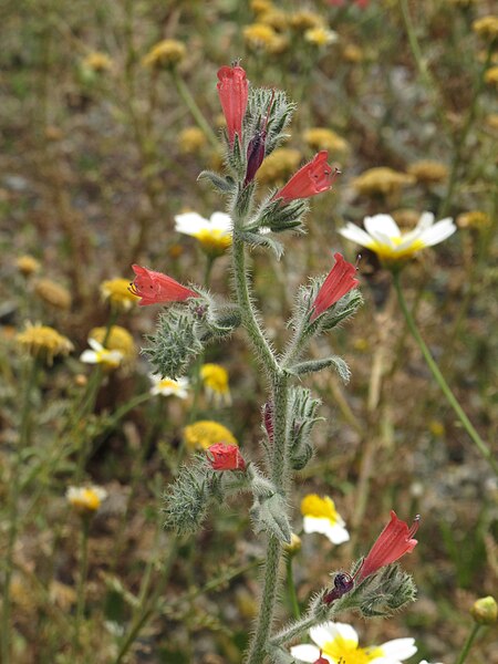 Echium angustifolium