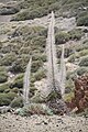 dry plant in winter