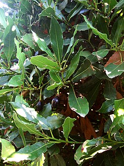Folhagem e frutos de Laurus nobilis (o loureiro, a espécie tipo).