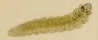 Larva Ectoedemia weaveri larva2.JPG