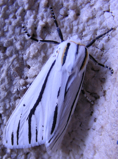 <i>Ectypia</i> Genus of moths