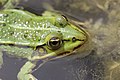 Edible Frog - Rana esculenta - panoramio (4).jpg