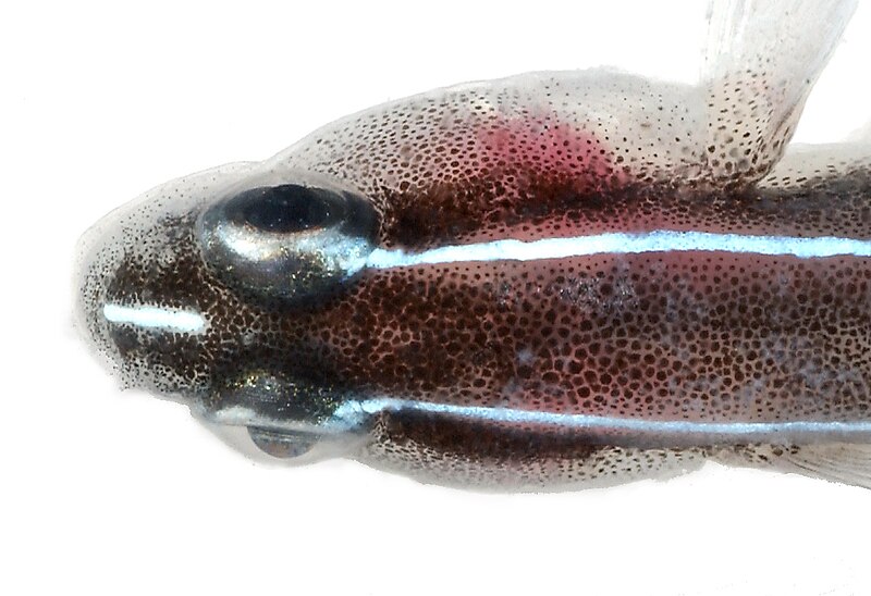 File:Elacatinus lori, Head (Linesnout Goby) (2848420619).jpg