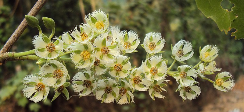 File:Elaeocarpus serratus 04.JPG