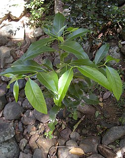 <i>Elaeodendron melanocarpum</i> Species of tree