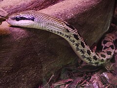 Orthriophis taeniurus friesi - (Wroclaw zoo)