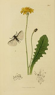 <i>Elenchus tenuicornis</i> Species of insect