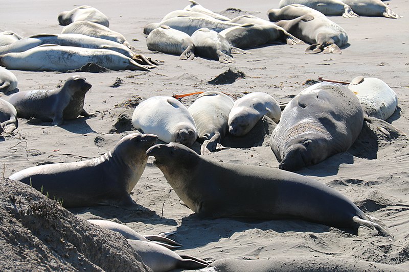 File:Elephant seals in San Luis Obispo County (15339997556).jpg