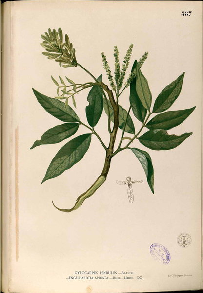 File:Engelhardtia spicata Blanco2.387-original.png