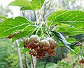 Enkianthus chinensis.jpg