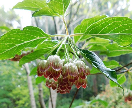 Enkianthus chinensis.jpg