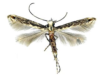 <i>Epicephala tertiaria</i> Species of moth