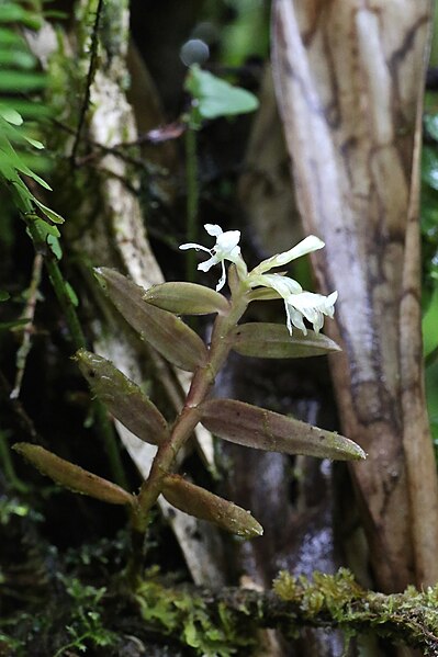 File:Epidendrum nanosimplex Hágsater & Dodson (1999) — Orchidaceae (30116972511).jpg