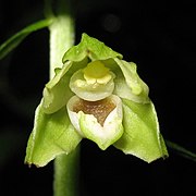 Epipactis albensis