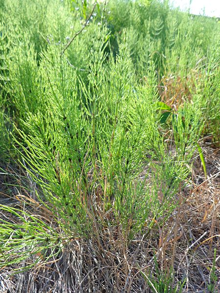 File:Equisetum arvense 04.JPG