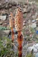 Equisetum arvense kz01.jpg