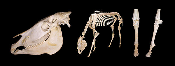 From left to right: a cranium, a complete skeleton, a left forefoot frontal, and a left forefoot lateral from a Grévy's zebra