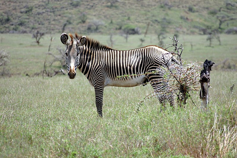 File:Equus grevyi in Kenya (male).jpg