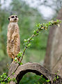 * Nomination Meerkat / Suricata suricatta --Tuxyso 08:31, 30 January 2013 (UTC) * Promotion Well done --The Photographer 13:12, 30 January 2013 (UTC)