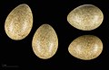 Eggs of Eremophila alpestris flava