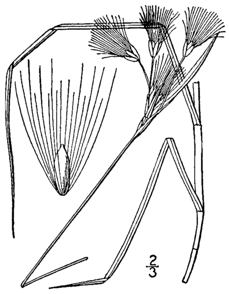 Eriophorum_tenellum