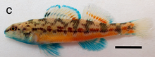 Etheostoma faulkneri laki-laki.png