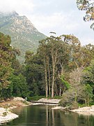 Bois d'eucalyptus - Ota (Corse-du-Sud), marina de Porto.