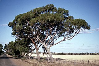 <i>Eucalyptus aequioperta</i> Species of eucalyptus