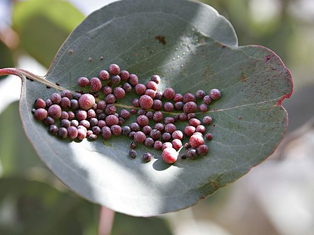 Tập_tin:Eucalyptus_gall.jpg