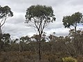 Thumbnail for Eucalyptus occidentalis