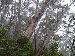 <i>Eucalyptus stenostoma</i> species of plant