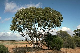 <i>Eucalyptus stowardii</i> Species of eucalyptus