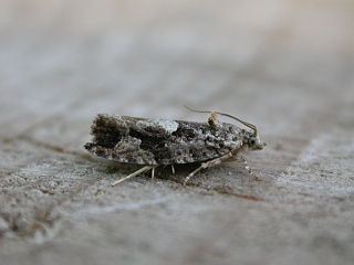 <i>Eudemis profundana</i> Species of moth